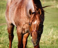 Sire-HQ Rojo B Bartender